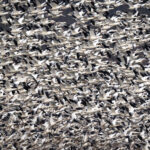 The snow Geese usually show up in early February till late March. The best times to see the snow geese are usually early morning at sunrise and right before sunset when the geese either leave or return from the fields. They will take flight during the day as well, especially if a Bald Eagle flies overhead & scares the flock into the air. They will circle a few times & usually land back to the safety of the water. Sometimes they will travel close within the Management area to feed and other times they will leave the management area to find food in the local fields.