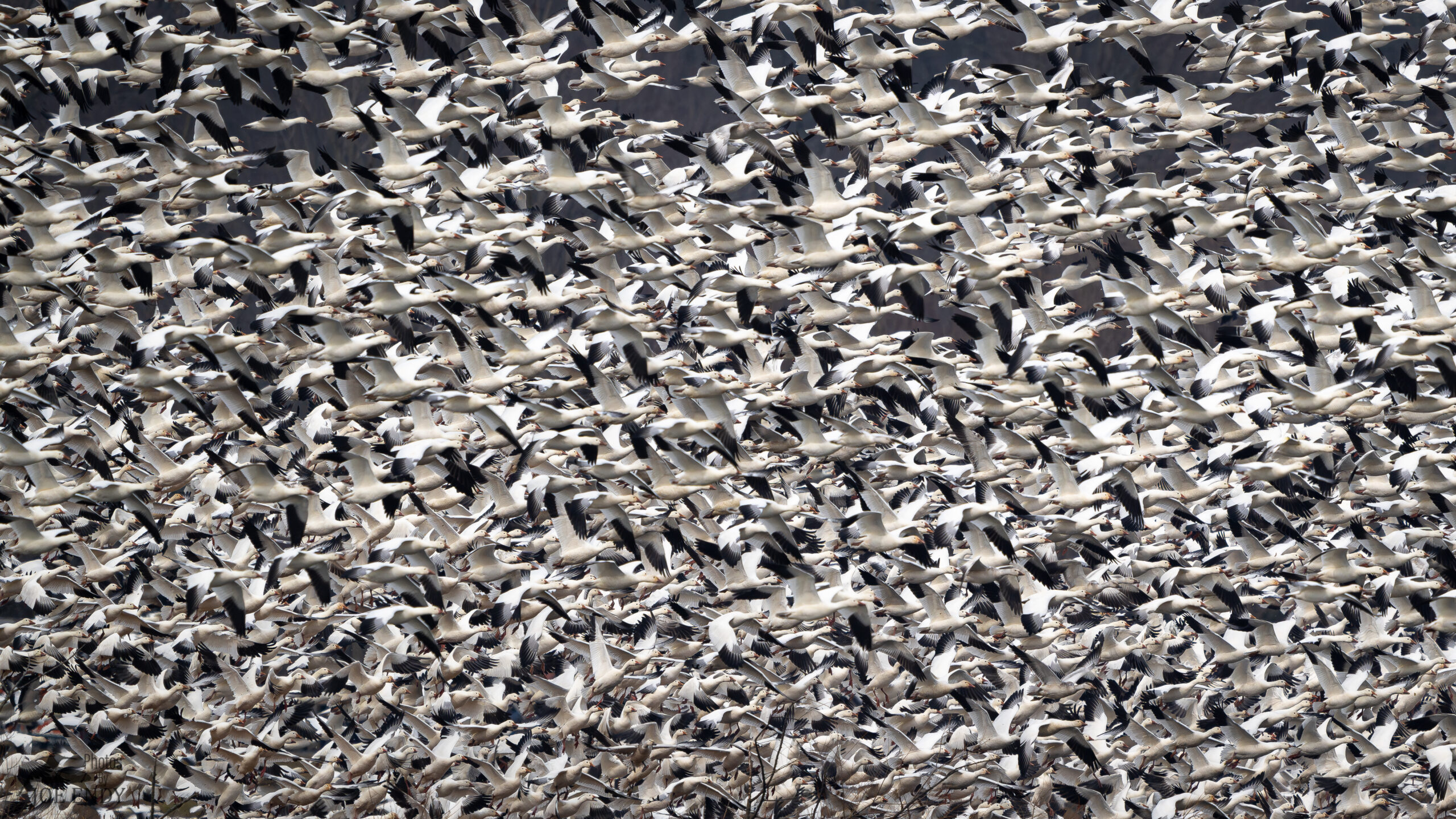 The snow Geese usually show up in early February till late March. The best times to see the snow geese are usually early morning at sunrise and right before sunset when the geese either leave or return from the fields. They will take flight during the day as well, especially if a Bald Eagle flies overhead & scares the flock into the air. They will circle a few times & usually land back to the safety of the water. Sometimes they will travel close within the Management area to feed and other times they will leave the management area to find food in the local fields.